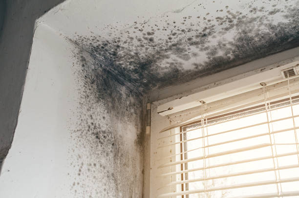 Affordable Mold Remediation solutions in Mountainside, NJ